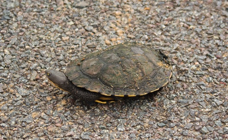 turtle on road.jpg